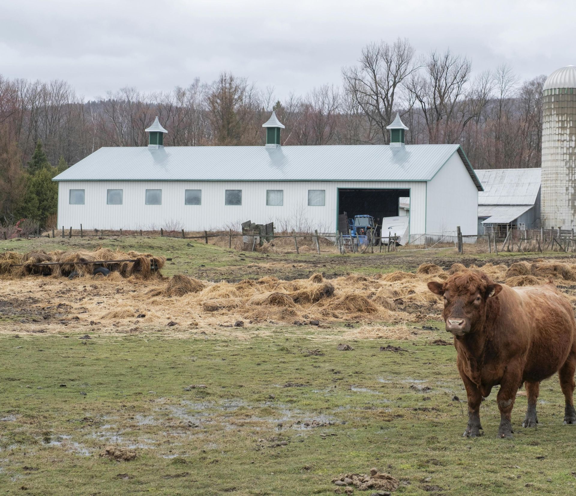 A serene barn and cattle scene in Sainte-Anne-de-Beaupré, Québec, illustrating pastoral life.